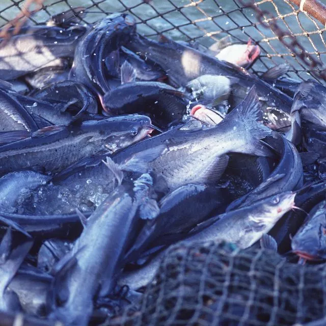 thumbnail for publication: Farm-Raised Channel Catfish